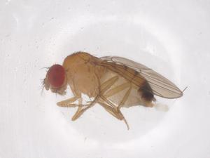  ( - CBG-B21840-F09)  @11 [ ] CreativeCommons - Attribution Share - Alike (2025) Centre for Biodiversity Genomics Centre for Biodiversity Genomics