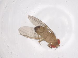  ( - CBG-B21840-F10)  @11 [ ] CreativeCommons - Attribution Share - Alike (2025) Centre for Biodiversity Genomics Centre for Biodiversity Genomics