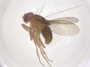  (Zaprionus inermis - CBG-B21840-H03)  @11 [ ] CreativeCommons - Attribution Share - Alike (2025) Centre for Biodiversity Genomics Centre for Biodiversity Genomics