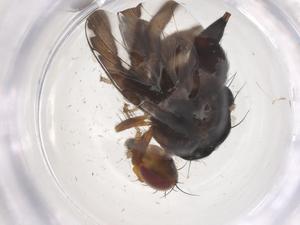  ( - CBG-B23456-H03)  @11 [ ] CreativeCommons - Attribution Share - Alike (2025) Centre for Biodiversity Genomics Centre for Biodiversity Genomics