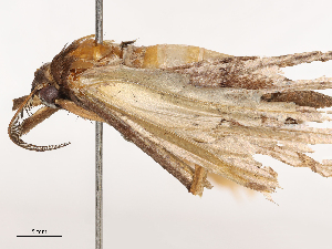  ( - CBG-B01800-F01)  @11 [ ] CreativeCommons - Attribution Share - Alike (2025) CBG Photography Group Centre for Biodiversity Genomics