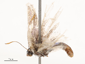  ( - CBG-B01800-H02)  @11 [ ] CreativeCommons - Attribution Share - Alike (2025) CBG Photography Group Centre for Biodiversity Genomics