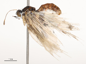  ( - CBG-B01800-H03)  @11 [ ] CreativeCommons - Attribution Share - Alike (2025) CBG Photography Group Centre for Biodiversity Genomics