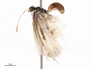  ( - CBG-B01800-H04)  @11 [ ] CreativeCommons - Attribution Share - Alike (2025) CBG Photography Group Centre for Biodiversity Genomics