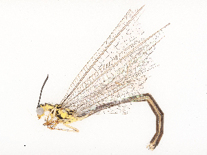  ( - CBG-B02557-H08)  @11 [ ] CreativeCommons - Attribution Share - Alike (2025) CBG Photography Group Centre for Biodiversity Genomics