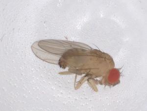  ( - CBG-B02740-G07)  @11 [ ] CreativeCommons - Attribution Share - Alike (2025) Centre for Biodiversity Genomics Centre for Biodiversity Genomics