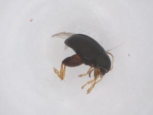  ( - CBG-B02809-A08)  @11 [ ] CreativeCommons - Attribution Share - Alike (2025) Centre for Biodiversity Genomics Centre for Biodiversity Genomics