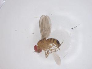  ( - CBG-B02809-F06)  @11 [ ] CreativeCommons - Attribution Share - Alike (2025) Centre for Biodiversity Genomics Centre for Biodiversity Genomics