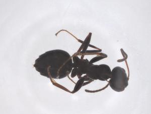  ( - CBG-B03087-A03)  @11 [ ] CreativeCommons - Attribution Share - Alike (2025) Centre for Biodiversity Genomics Centre for Biodiversity Genomics