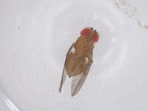  ( - CBG-B03141-E11)  @11 [ ] CreativeCommons - Attribution Share - Alike (2025) Centre for Biodiversity Genomics Centre for Biodiversity Genomics