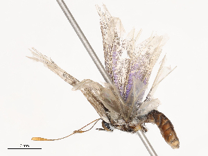  ( - CBG-B03163-A05)  @11 [ ] CreativeCommons - Attribution Share - Alike (2025) CBG Photography Group Centre for Biodiversity Genomics