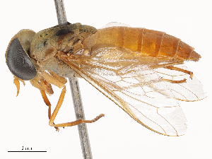  ( - CBG-B03163-G01)  @11 [ ] CreativeCommons - Attribution Share - Alike (2025) CBG Photography Group Centre for Biodiversity Genomics