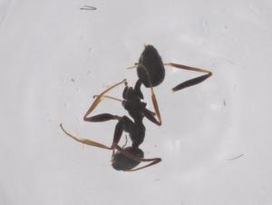  ( - CBG-B03441-B09)  @11 [ ] CreativeCommons - Attribution Share - Alike (2025) Centre for Biodiversity Genomics Centre for Biodiversity Genomics