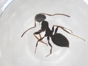  ( - CBG-B03446-E02)  @11 [ ] CreativeCommons - Attribution Share - Alike (2025) Centre for Biodiversity Genomics Centre for Biodiversity Genomics