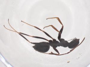  ( - CBG-B03447-B07)  @11 [ ] CreativeCommons - Attribution Share - Alike (2025) Centre for Biodiversity Genomics Centre for Biodiversity Genomics