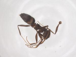  ( - CBG-B03447-C07)  @11 [ ] CreativeCommons - Attribution Share - Alike (2025) Centre for Biodiversity Genomics Centre for Biodiversity Genomics