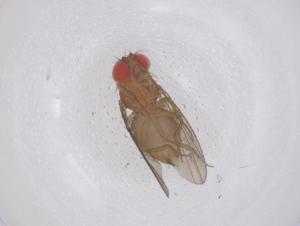  ( - CBG-B03466-C10)  @11 [ ] CreativeCommons - Attribution Share - Alike (2025) Centre for Biodiversity Genomics Centre for Biodiversity Genomics