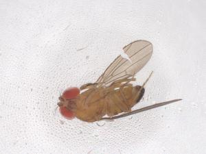  ( - CBG-B03468-G11)  @11 [ ] CreativeCommons - Attribution Share - Alike (2025) Centre for Biodiversity Genomics Centre for Biodiversity Genomics