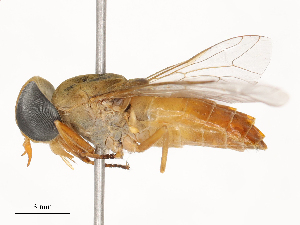  ( - CBG-B04467-E06)  @11 [ ] CreativeCommons - Attribution Share - Alike (2025) CBG Photography Group Centre for Biodiversity Genomics