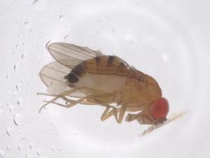  ( - CBG-B05168-H11)  @11 [ ] CreativeCommons - Attribution Share - Alike (2025) Centre for Biodiversity Genomics Centre for Biodiversity Genomics