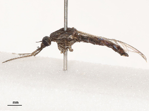  ( - CBG-B07454-H07)  @11 [ ] CreativeCommons - Attribution Share - Alike (2025) CBG Photography Group Centre for Biodiversity Genomics