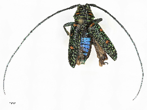  ( - CBG-B07593-F05)  @11 [ ] CreativeCommons - Attribution Share - Alike (2025) CBG Photography Group Centre for Biodiversity Genomics