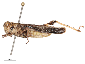  (Heteropternis couloniana - CBG-B07604-F04)  @11 [ ] CreativeCommons - Attribution Share - Alike (2025) CBG Photography Group Centre for Biodiversity Genomics