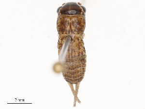  (Scapsipedus - CBG-B07606-G01)  @11 [ ] CreativeCommons - Attribution Share - Alike (2025) CBG Photography Group Centre for Biodiversity Genomics