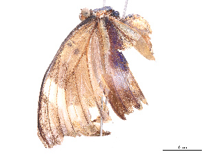  (Euphaedra medon - CBG-B07606-G05)  @11 [ ] CreativeCommons - Attribution Share - Alike (2025) CBG Photography Group Centre for Biodiversity Genomics