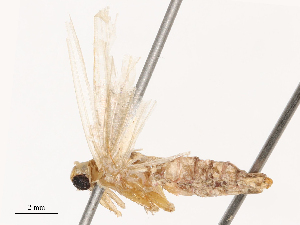  (Simplicia orthofasciata - CBG-B07606-H03)  @11 [ ] CreativeCommons - Attribution Share - Alike (2025) CBG Photography Group Centre for Biodiversity Genomics