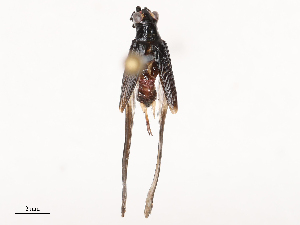  (Trigonidium cicindeloides - CBG-B14652-C03)  @11 [ ] CreativeCommons - Attribution Share - Alike (2025) CBG Photography Group Centre for Biodiversity Genomics