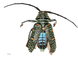  ( - CBG-B14652-D02)  @11 [ ] CreativeCommons - Attribution Share - Alike (2025) CBG Photography Group Centre for Biodiversity Genomics