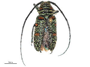  ( - CBG-B14652-D03)  @11 [ ] CreativeCommons - Attribution Share - Alike (2025) CBG Photography Group Centre for Biodiversity Genomics