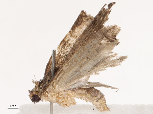  ( - CBG-B14652-H01)  @11 [ ] CreativeCommons - Attribution Share - Alike (2025) CBG Photography Group Centre for Biodiversity Genomics