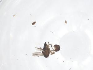  ( - CBG-B20042-H08)  @11 [ ] CreativeCommons - Attribution Share - Alike (2025) Centre for Biodiversity Genomics Centre for Biodiversity Genomics