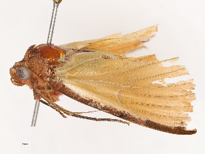  ( - CBG-B21853-C02)  @11 [ ] CreativeCommons - Attribution Share - Alike (2025) CBG Photography Group Centre for Biodiversity Genomics