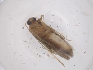  ( - CBG-B22395-A10)  @11 [ ] CreativeCommons - Attribution Share - Alike (2025) Centre for Biodiversity Genomics Centre for Biodiversity Genomics