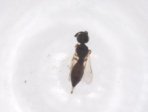  ( - CBG-B22457-E07)  @11 [ ] CreativeCommons - Attribution Share - Alike (2025) Centre for Biodiversity Genomics Centre for Biodiversity Genomics