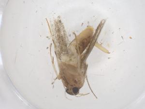  ( - CBG-B22480-C02)  @11 [ ] CreativeCommons - Attribution Share - Alike (2025) Centre for Biodiversity Genomics Centre for Biodiversity Genomics