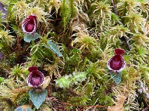  (Corybas - CHTM-GCC)  @11 [ ] by-nc-sa (2024) Qistina Anis Universiti Putra Malaysia