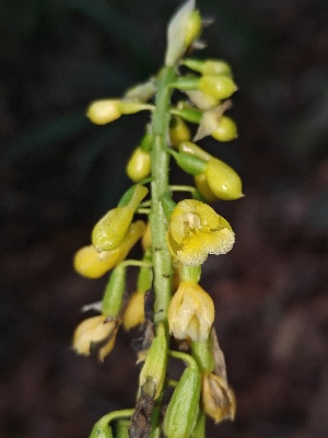  (Calanthe lyroglossa - CL-CD)  @11 [ ] by-nc-sa (2023) Qistina Anis Universiti Putra Malaysia