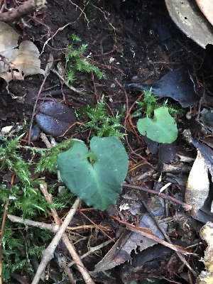  (Corybas ridleyanus - CR2-GB)  @11 [ ] by-nc-sa (2024) Qistina Anis Universiti Putra Malaysia