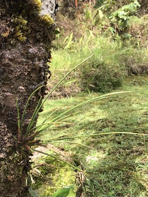  (Ceratostylis - CTS-GCC)  @11 [ ] by-nc-sa (2024) Qistina Anis Universiti Putra Malaysia