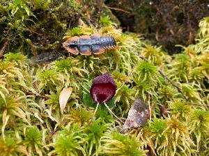  (Corybas villosus - CVLS-GCC)  @11 [ ] by-nc-sa (2024) Qistina Anis Universiti Putra Malaysia
