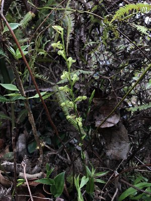  (Platanthera angustata - PTA-GCC)  @11 [ ] by-nc-sa (2024) Qistina Anis Universiti Putra Malaysia