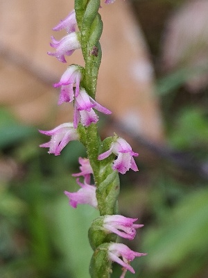  (Spiranthes sinensis - SS-CS)  @11 [ ] by-nc-sa (2024) Qistina Anis Universiti Putra Malaysia