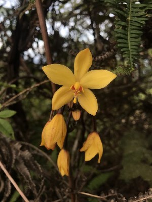  (Spathoglottis aurea - STGA-GCC)  @11 [ ] by-nc-sa (2024) Qistina Anis Universiti Putra Malaysia