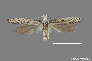  ( - DNA_SL0609)  @14 [ ] Copyright (2017) Sangmi Lee Arizona State University Hasbrouck Insect Collection