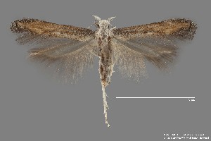  ( - DNA_SL0611)  @13 [ ] Copyright (2017) Sangmi Lee Arizona State University Hasbrouck Insect Collection