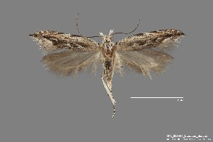  (Sophronia roseicrinella - DNA_SL0617)  @13 [ ] Copyright (2017) Sangmi Lee Arizona State University Hasbrouck Insect Collection